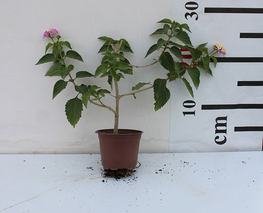 Lantana camara image 1