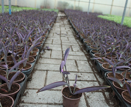 Setcreasea purpurea image 0