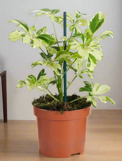 Schefflera arbor. 'Janine' 