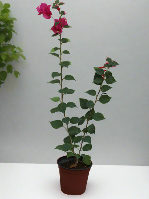 Bougainvillea Spectabilis"Red" image 0