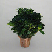 Gardenia Jasmin: "First Love" image 1