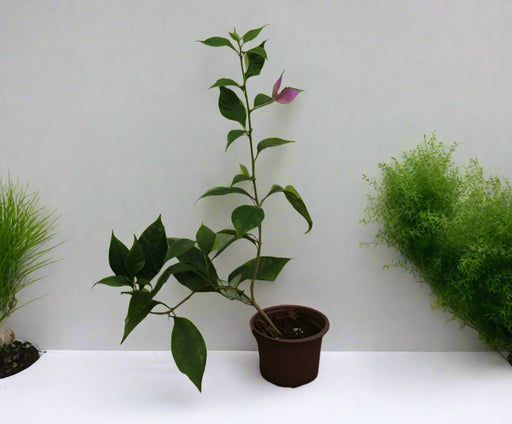 Bougainvillea'Singapore Pink' image 1
