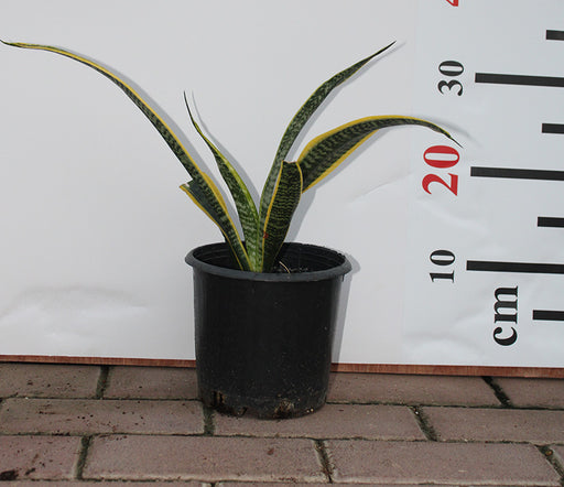 Sansevieria trifasciata 40-50cm image 0