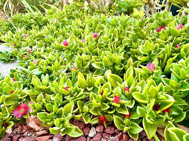 Aptenia cordifolia (15 - 20cm Spread in 10cm Pot)