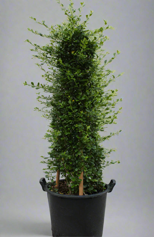 Ehretia Cone Shape(Calypot) image 0