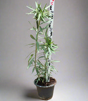 Nerium oleander image 1