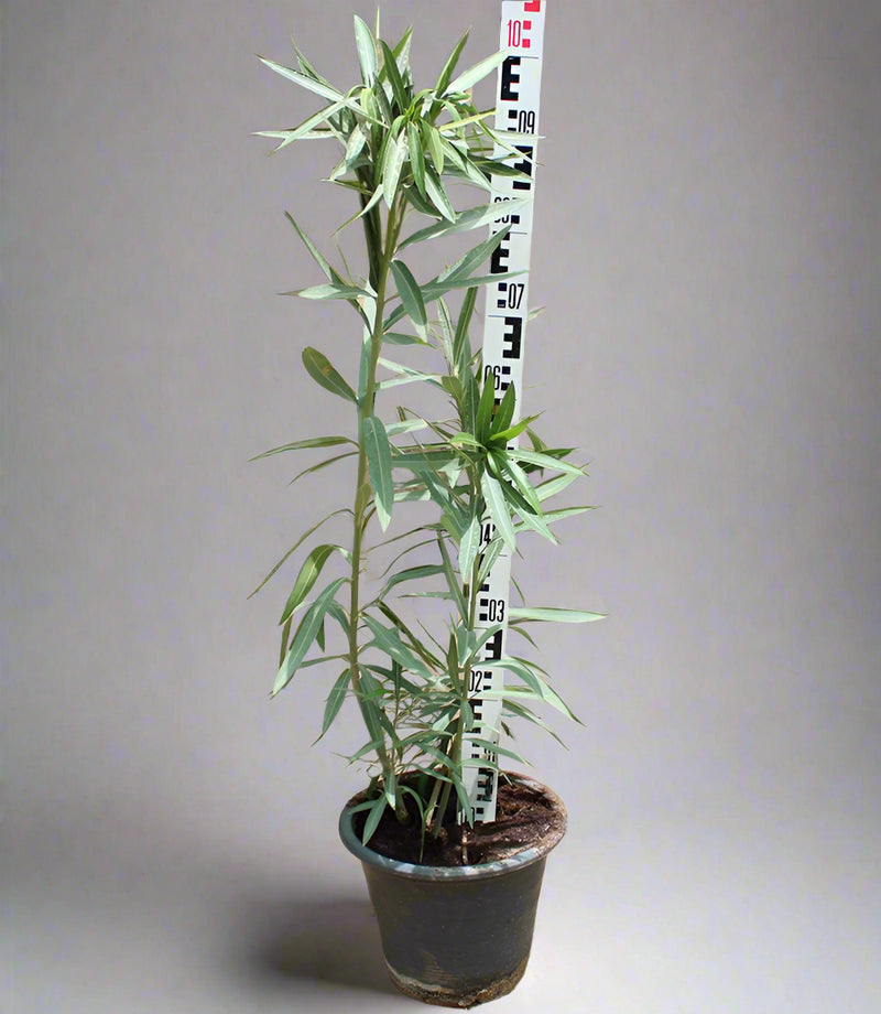 Nerium oleander image 1