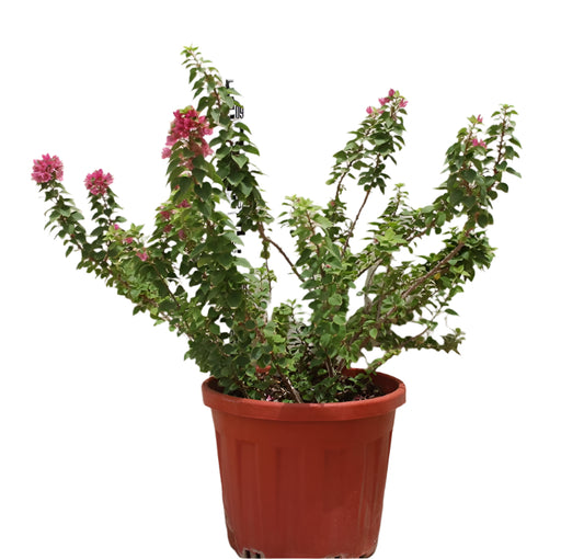 Bougainvillea 'Pink Pixie' image 0