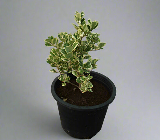 Ficus Variegated image 1