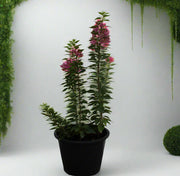 Bougainvillea 'Pink Pixie' image 0