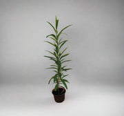 Dodonaea viscosa image 0
