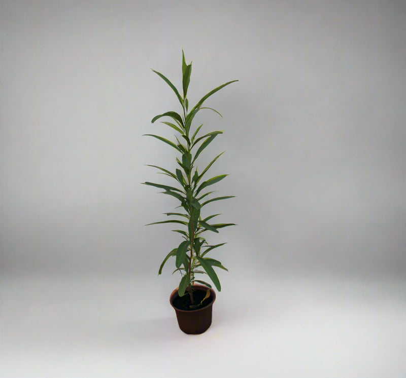 Dodonaea viscosa image 0