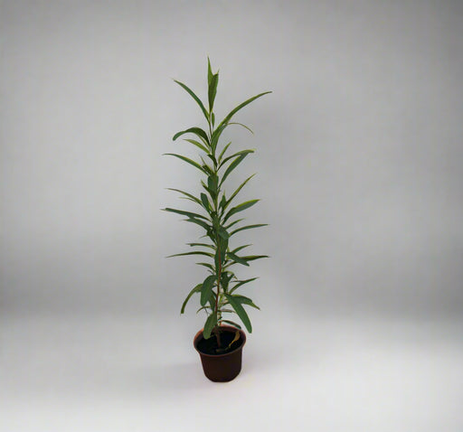 Dodonaea viscosa image 0