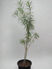 Thevetia Peruviana image 0