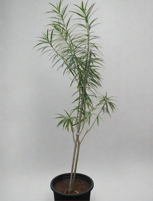 Thevetia Peruviana image 0