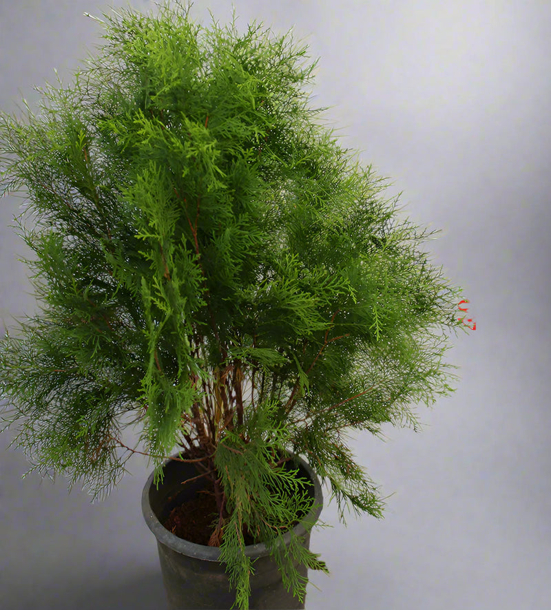 Thuya orientalis 40-50cm image 0