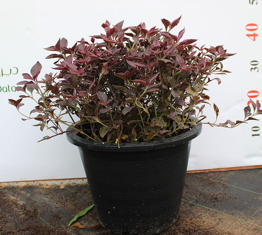 Iresine lindenii image 0
