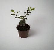 Duranta (Repens Golden) image 1