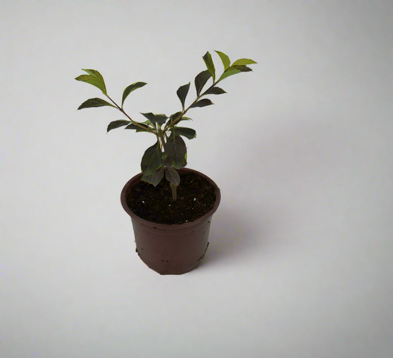 Duranta (Repens Golden) image 1