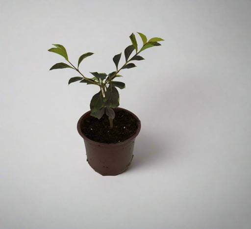Duranta (Repens Golden) image 1