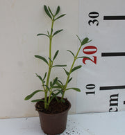 Sesuvium portulacastrum image 1