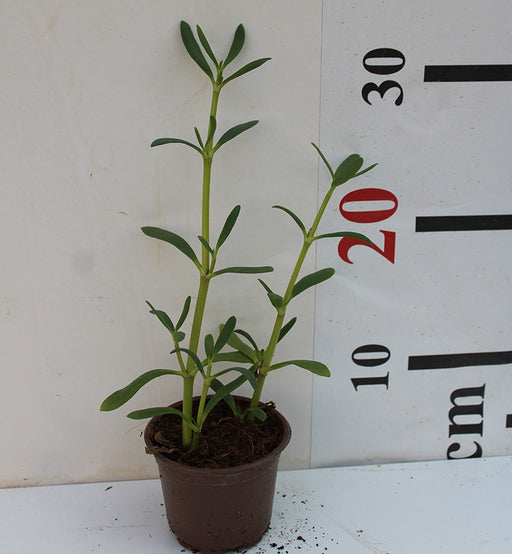 Sesuvium portulacastrum image 1