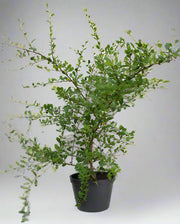 Ehretia microphylla image 3