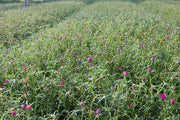 Portulaca grandiflora Mix image 3