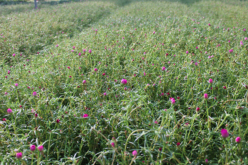 Portulaca grandiflora Mix image 3