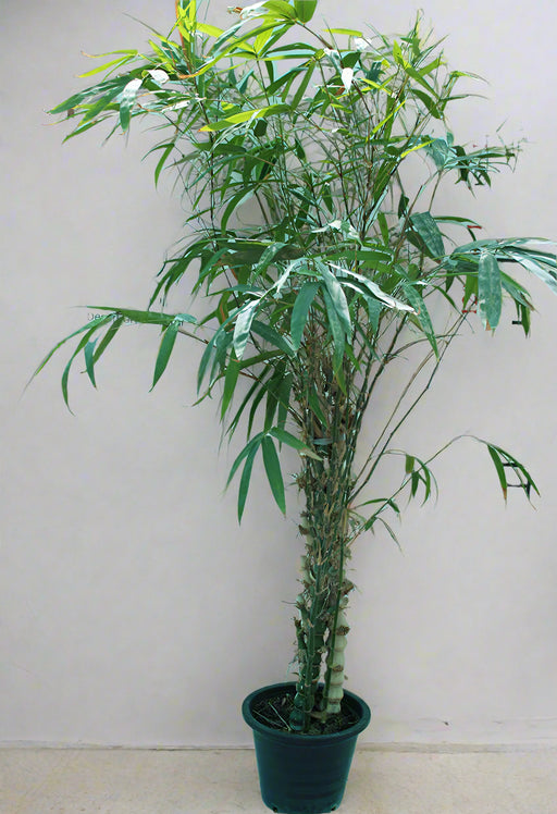 Bambusa ventricosa image 0