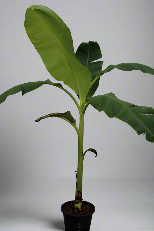 Musa paradisiaca " Banana" 50-60cm image 0