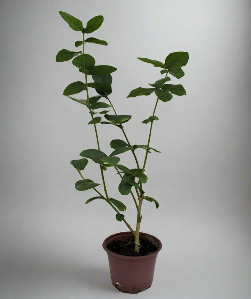 Jasminum Mogra "Full Lebnani" image 1