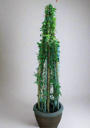 Ehretia Cone Shape(Calypot) image 1