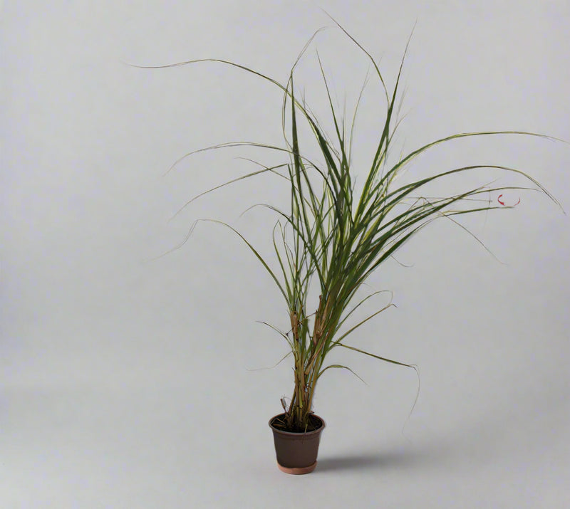 Pennisetum rubrum image 1