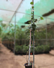 Coccoloba uvifera image 0