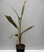 Canna indica "Red Leaf" image 0