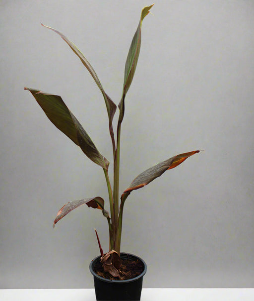 Canna indica "Red Leaf" image 0