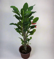 Euphorbia millii image 2