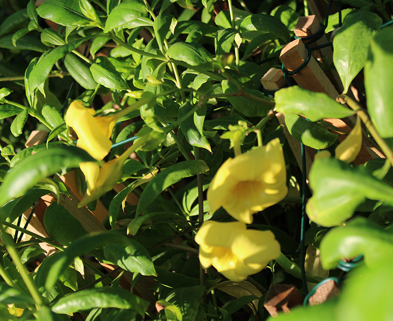Allamanda catharitica image 3