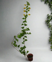 Bougainvillea "yellow" image 4