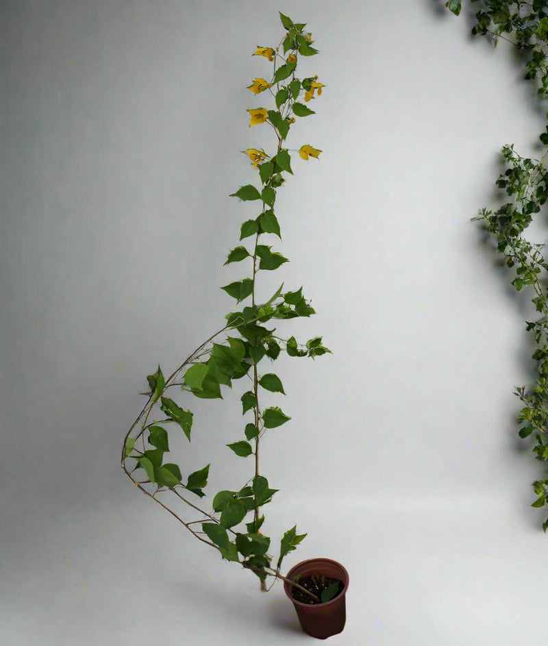 Bougainvillea "yellow" image 4