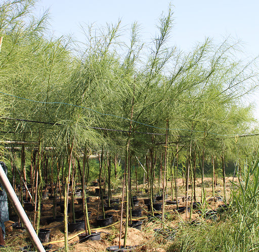 Parkinsonia aculeata image 0