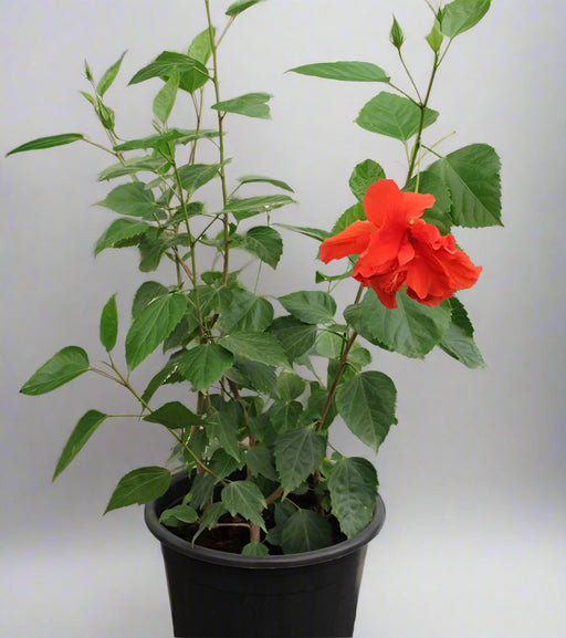Hibiscus rosa-sinensis image 1