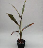 Canna indica "Red Leaf" image 1