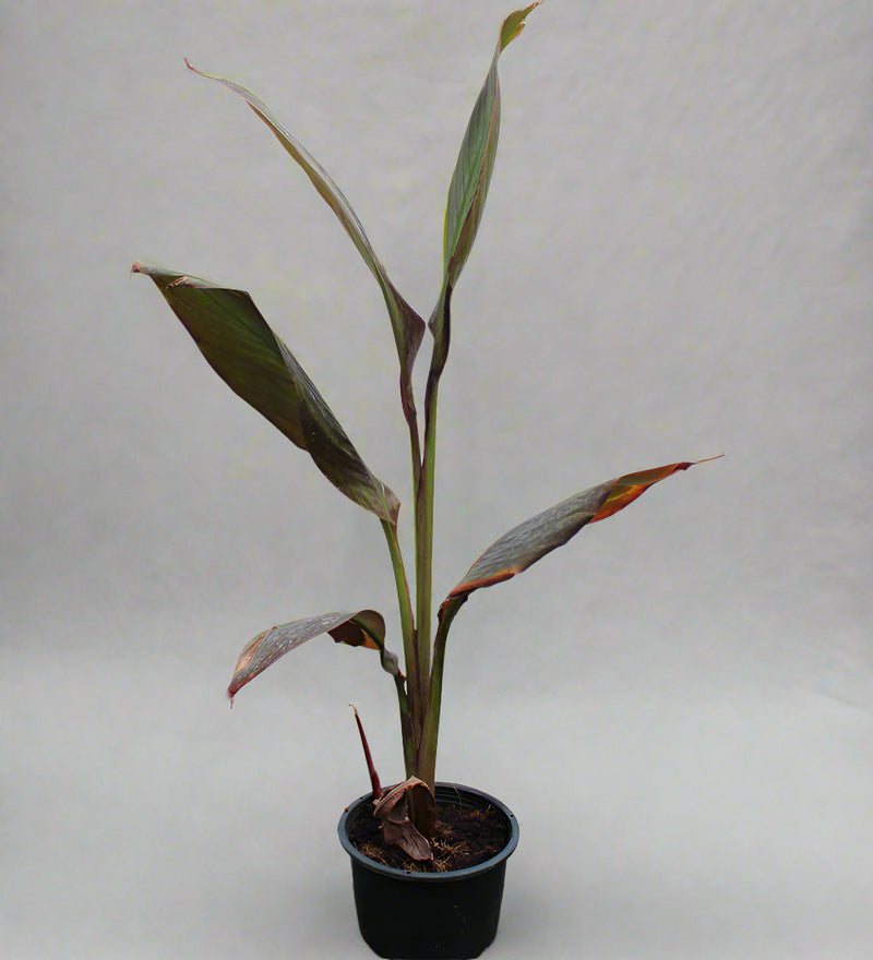 Canna indica "Red Leaf" image 1