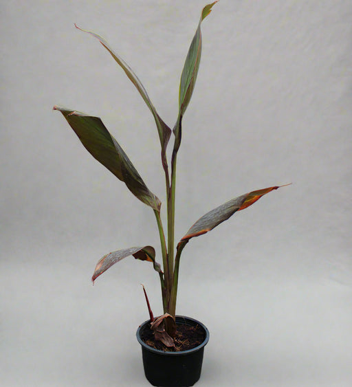 Canna indica "Red Leaf" image 1