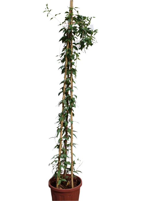 Tristellateia australasiae image 0