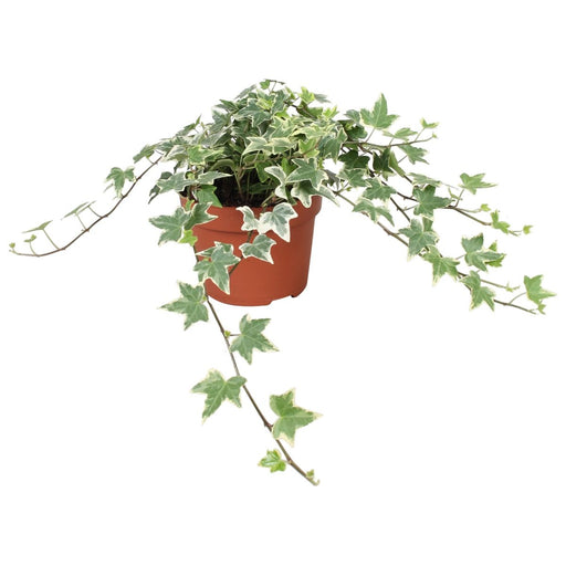 Hedera helix 