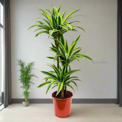 Dracaena fr de 'LemonLime' 60-30-15 2+ head 21CM POT,105CM HT