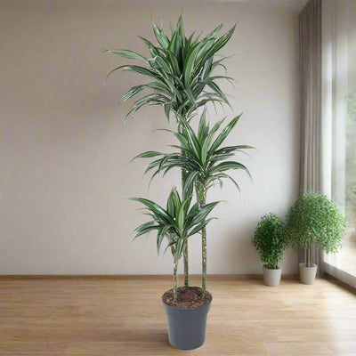 Dracaena fr de 'Warneckei' 90-60-30 2+ head 24CM POT,145CM HT